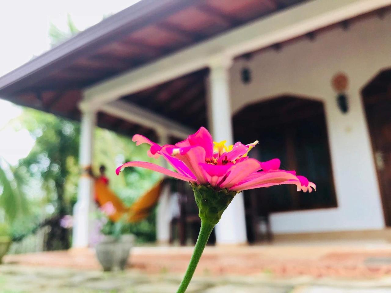 Kawshan Home Stay Dikwella Εξωτερικό φωτογραφία
